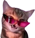 catvogue Discord emoji — free static PNG download