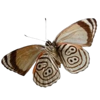 brownmoth Discord emoji — free static PNG download