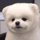 puppyheadtilt Discord emoji — free animated GIF download