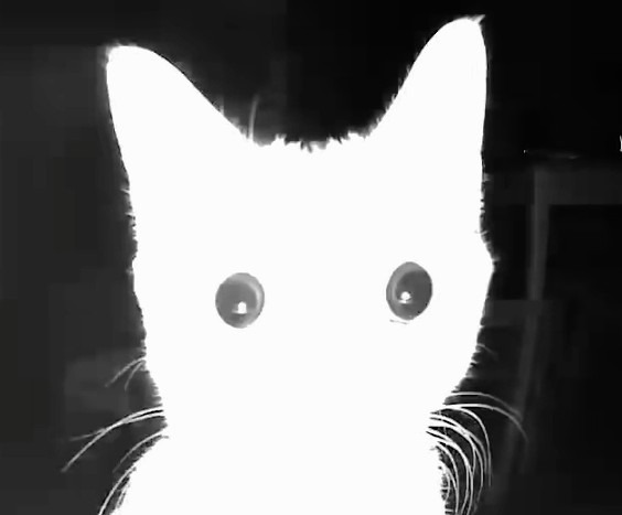 cat stare Discord emoji — free static PNG download