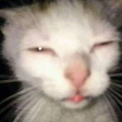 cat Discord emoji — free static PNG download