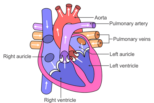 heart Discord emoji — free static PNG download