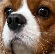 dogblinkstareanimated Discord emoji — free animated GIF download