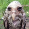 wet owl Discord emoji — free static PNG download