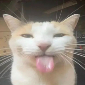 silly cat Discord emoji — free static PNG download