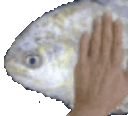 fish pat Discord emoji — free animated GIF download