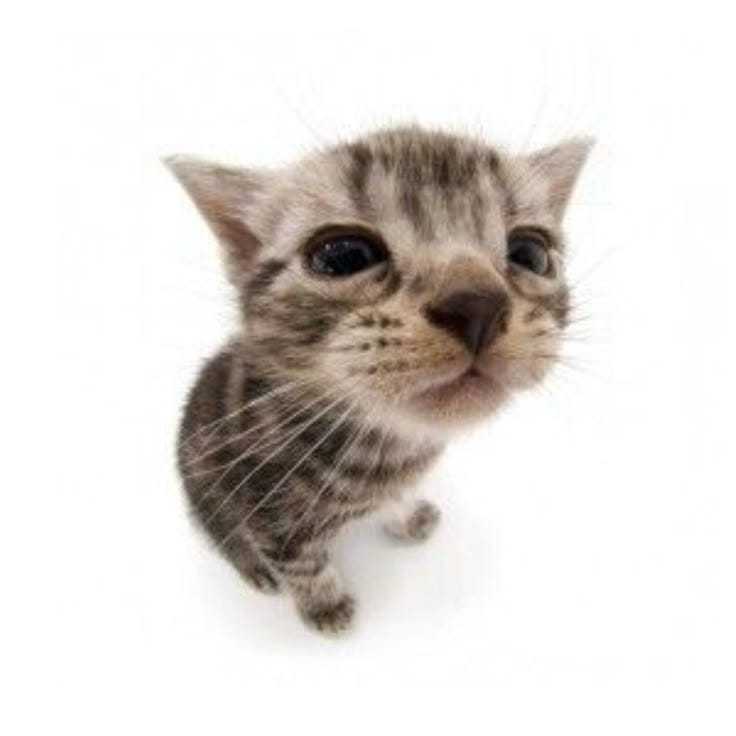 kitty Discord emoji — free static PNG download