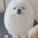 eggdog Discord emoji - free download