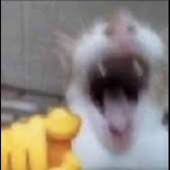 cat laughing at you Discord emoji — free static PNG download
