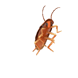 cockroach dancing Discord emoji — free animated GIF download