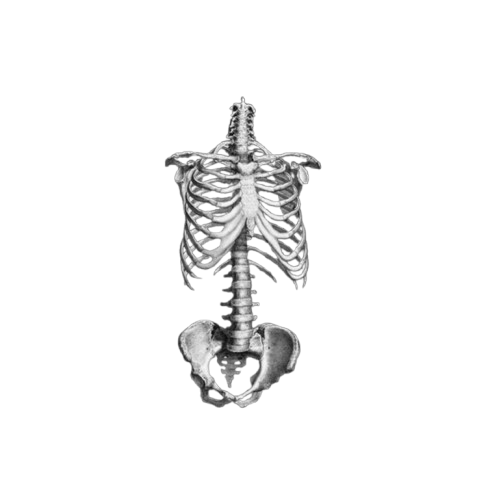 goth skeleton Discord emoji — free static PNG download