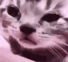 crycat Discord emoji - free download