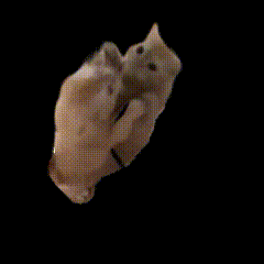 happycat Discord emoji — free animated GIF download