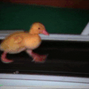 duck Discord emoji — free animated GIF download