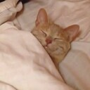 sleep cat Discord emoji — free static PNG download