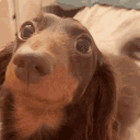 dachshund dog tailwag Discord emoji — free animated GIF download