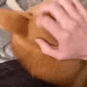 helloshiba Discord emoji — free animated GIF download