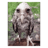 wet owl gif Discord emoji — free animated GIF download