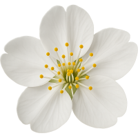 whitesakuraflower Discord emoji — free static PNG download
