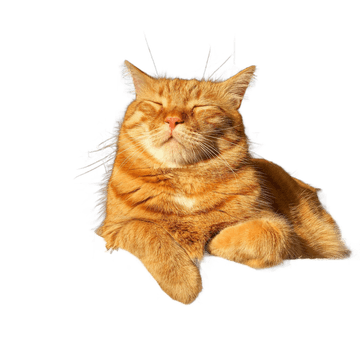 orange tabby cat Discord emoji — free static PNG download