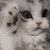 cat Discord emoji — free animated GIF download