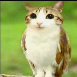 meowl Discord emoji — free static PNG download