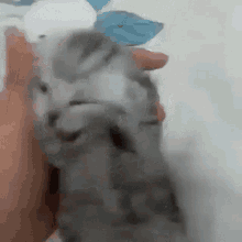 crisiscat Discord emoji — free animated GIF download