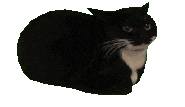 spinning cat Discord emoji — free animated GIF download