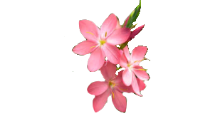 flower Discord emoji — free static PNG download