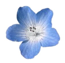 tropicalblueflower Discord emoji — free static PNG download