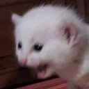 catkek Discord emoji — free static PNG download