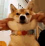 chienshiba Discord emoji — free animated GIF download