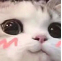 uwucat Discord emoji — free static PNG download