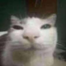 sillycat Discord emoji — free static PNG download