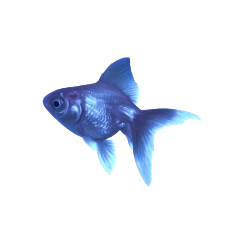 bluefish Discord emoji — free static PNG download