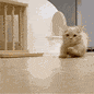 catrun Discord emoji - free download