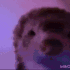 ferret rainbow Discord emoji — free animated GIF download