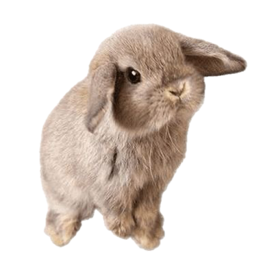 brownbunny Discord emoji - free download
