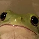 frog stare Discord emoji — free static PNG download