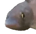 BopFish Discord emoji — free animated GIF download