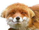 fox uwu Discord emoji — free static PNG download
