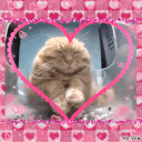 lovecat Discord emoji — free animated GIF download