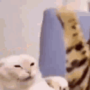 catfight Discord emoji — free animated GIF download
