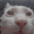 catinsanity Discord emoji — free animated GIF download