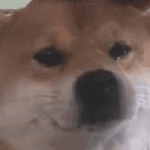 dogesad Discord emoji — free animated GIF download