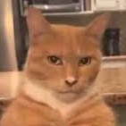 mewingcat Discord emoji — free static PNG download