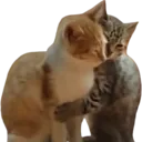 catt hug Discord emoji — free static PNG download