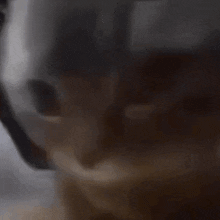 chipichipi cat Discord emoji — free animated GIF download