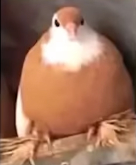 fatbirdie Discord emoji - free download