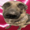 whiningdogmemehmmhmhmmm Discord emoji — free static PNG download